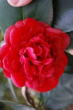 Paulette Goddard Camellia Japonica - 3 Gallon Pot -Garden Plant Shop camellia japonica paulette goddard 2