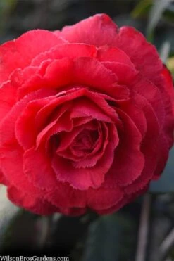 Rosea Superba Sport Camellia - 3 Gallon Pot 7 Rosea Superba Sport Camellia - 3 Gallon Pot -Garden Plant Shop camellia japonica rosea superba 1