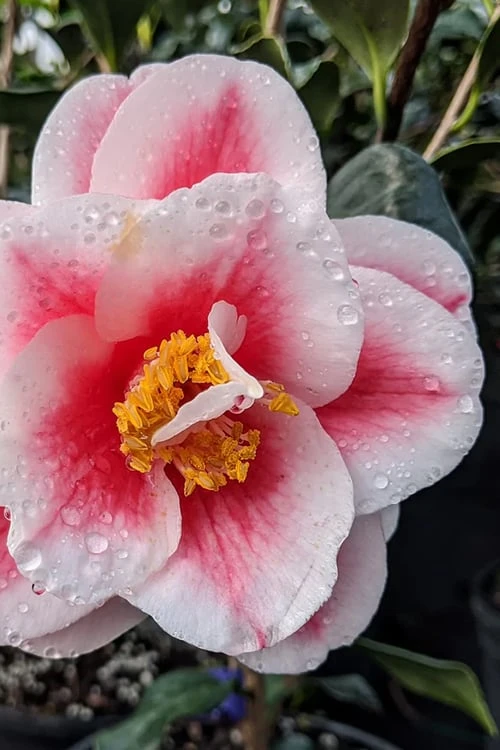 Sadaharu Oh Camellia - 3 Gallon Pot 5 Sadaharu Oh Camellia - 3 Gallon Pot - Image 5