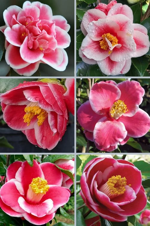 Sadaharu Oh Camellia - 7 Gallon Pot (3-4') 4 Sadaharu Oh Camellia - 7 Gallon Pot (3-4') - Image 4