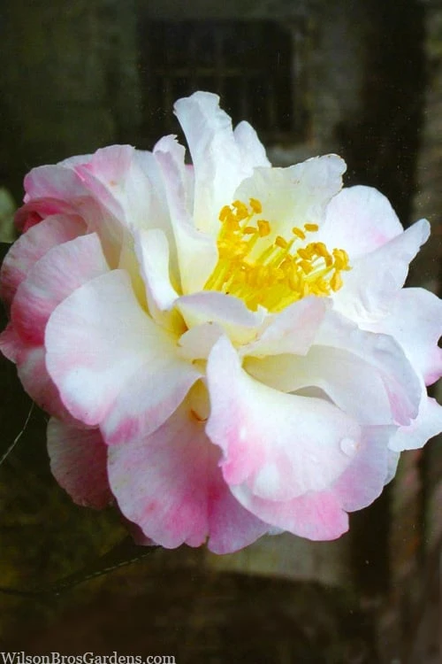 Star Above Star Camellia Sasanqua - 3 Gallon Pot -Garden Plant Shop camellia japonica star above star 1