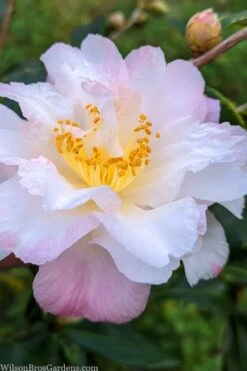 Star Above Star Camellia Sasanqua - 3 Gallon Pot -Garden Plant Shop camellia japonica star above star 2