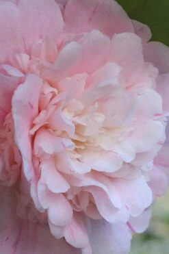 Thompsonii Camellia Japonica - 3 Gallon Pot -Garden Plant Shop camellia japonica thompsonii 2 1