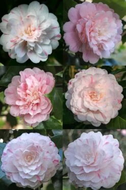 Thompsonii Camellia Japonica - 3 Gallon Pot -Garden Plant Shop camellia japonica thompsonii 4 1