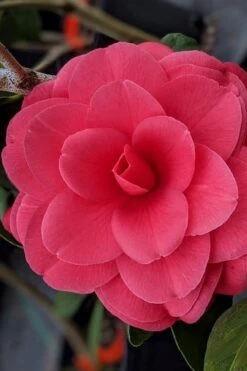 Tomorrow Camellia - 3 Gallon Pot -Garden Plant Shop camellia japonica tomorrow 2