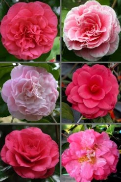 Tomorrow Camellia - 3 Gallon Pot -Garden Plant Shop camellia japonica tomorrow 3