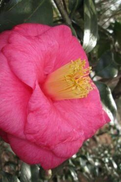 Lady Clare Camellia Japonica - 3 Gallon Pot -Garden Plant Shop camellia lady clare 1