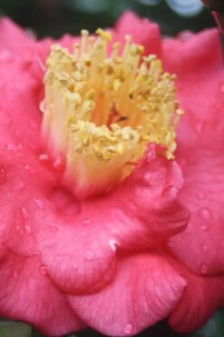 Lady Clare Camellia Japonica - 3 Gallon Pot -Garden Plant Shop camellia lady clare 2