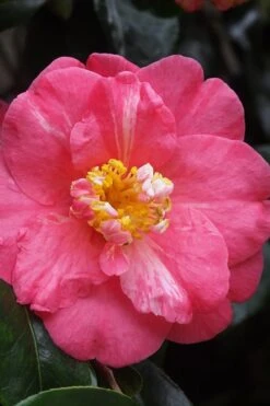 Lady Clare Camellia Japonica - 3 Gallon Pot -Garden Plant Shop camellia lady clare 5