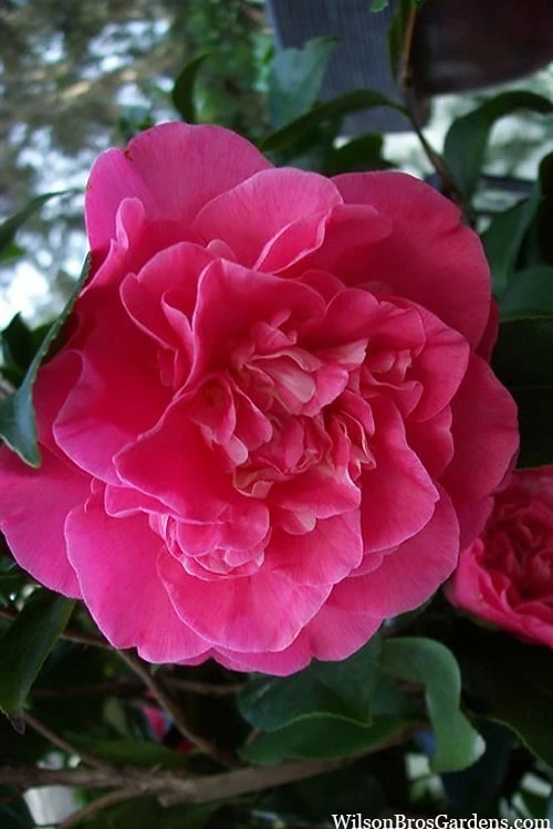 Marie Bracey Camellia Japonica - 3 Gallon Pot 5 Marie Bracey Camellia Japonica - 3 Gallon Pot - Image 5