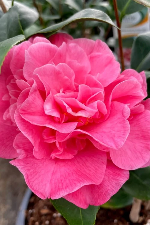 Marie Bracey Camellia Japonica - 3 Gallon Pot 1 Marie Bracey Camellia Japonica - 3 Gallon Pot