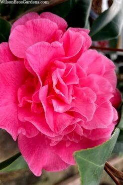Marie Bracey Camellia Japonica - 3 Gallon Pot 13 Marie Bracey Camellia Japonica - 3 Gallon Pot -Garden Plant Shop camellia marie bracey 102