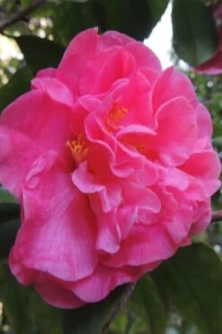 Marie Bracey Camellia Japonica - 3 Gallon Pot 12 Marie Bracey Camellia Japonica - 3 Gallon Pot -Garden Plant Shop camellia marie bracey 5