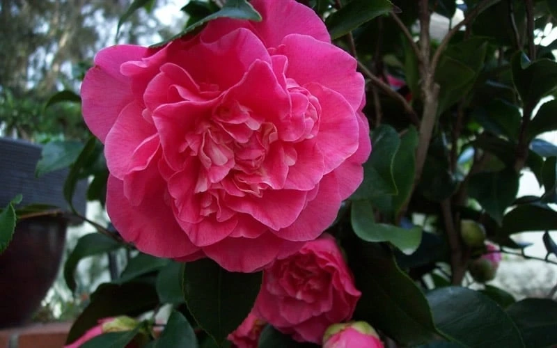 Marie Bracey Camellia Japonica - 3 Gallon Pot 4 Marie Bracey Camellia Japonica - 3 Gallon Pot - Image 4