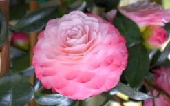 Nuccio's Pearl Camellia Japonica - 3 Gallon Pot -Garden Plant Shop camellia mnuccios pearl 3 1