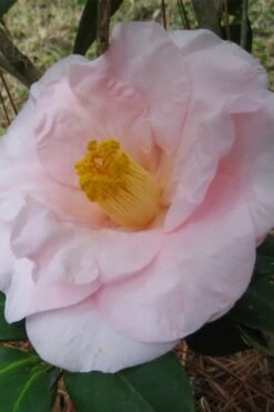 Moonlight Bay Camellia Japonica - 3 Gallon Pot 9 Moonlight Bay Camellia Japonica - 3 Gallon Pot -Garden Plant Shop camellia moonlight bay 5
