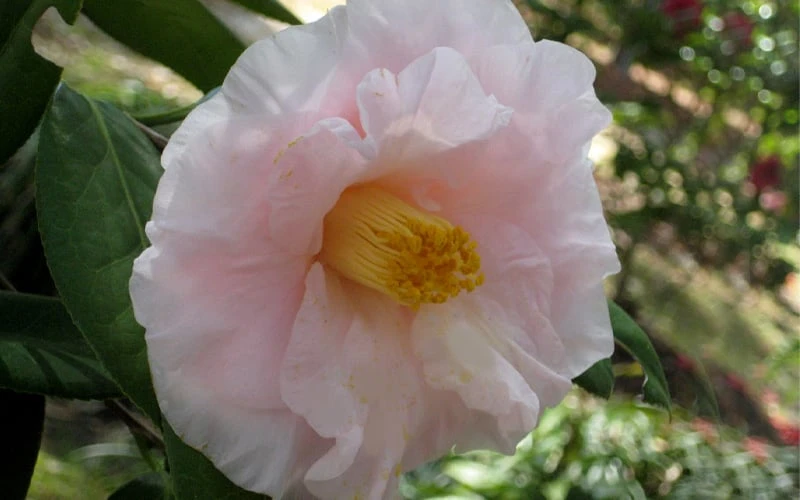 Moonlight Bay Camellia Japonica - 3 Gallon Pot 5 Moonlight Bay Camellia Japonica - 3 Gallon Pot - Image 5