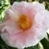 Moonlight Bay Camellia Japonica - 3 Gallon Pot