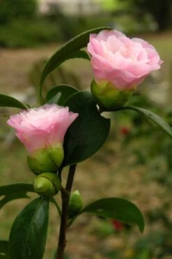 Nuccio's Pearl Camellia Japonica - 1 Gallon Pot
