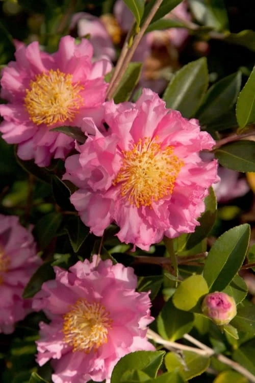 October Magic Carpet Dwarf Camellia - 2 Gallon Pot 1 October Magic Carpet Dwarf Camellia - 2 Gallon Pot