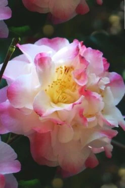 Omega Camellia Japonica - 3 Gallon Pot -Garden Plant Shop camellia omega 3
