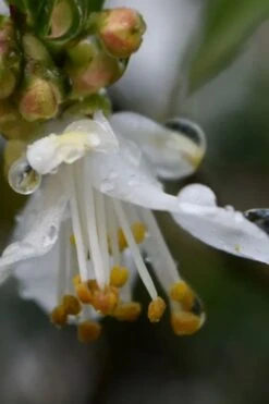 Parvilimba Camellia - 5 Gallon Pot -Garden Plant Shop camellia parvilimba 1