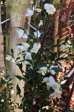 Parvilimba Camellia - 5 Gallon Pot -Garden Plant Shop camellia parvilimba 4