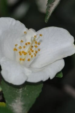 Parvilimba Camellia - 5 Gallon Pot -Garden Plant Shop camellia parvilimba 6
