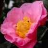 Autumn Pink Icicle Cold Hardy Camellia - 7 Gallon Pot