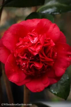 Professor Sargent Camellia Japonica - 3 Gallon Pot 9 Professor Sargent Camellia Japonica - 3 Gallon Pot -Garden Plant Shop camellia professor sargent 20 2