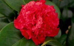 Professor Sargent Camellia Japonica - 6 Pack Of 1 Gallon Pots -Garden Plant Shop camellia professor sargent bloom 1
