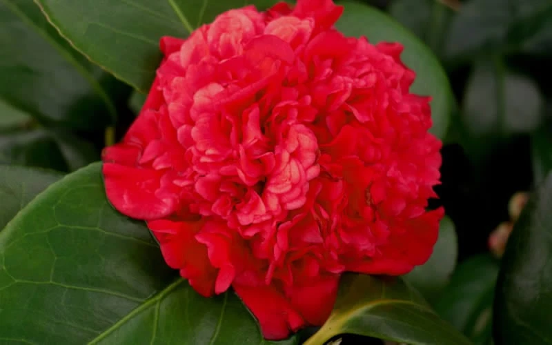 Professor Sargent Camellia Japonica - 3 Gallon Pot 5 Professor Sargent Camellia Japonica - 3 Gallon Pot - Image 5