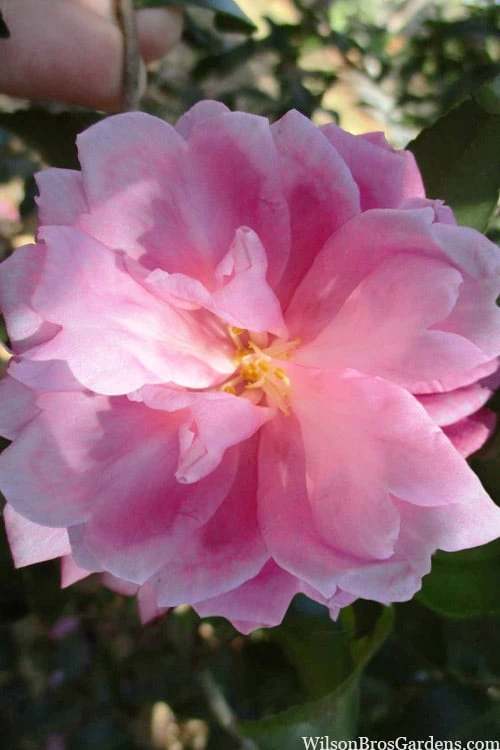 Sagamio Wabisuke Camellia - 3 Gallon Pot 1 Sagamio Wabisuke Camellia - 3 Gallon Pot