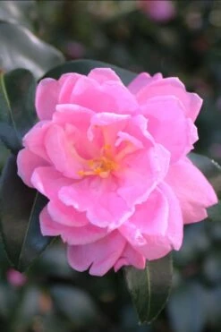 Sagamio Wabisuke Camellia - 3 Gallon Pot 7 Sagamio Wabisuke Camellia - 3 Gallon Pot -Garden Plant Shop camellia sagamio wabisuki 1
