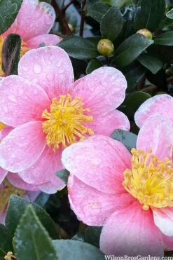 Maggie's Pink Camellia - 3 Gallon Pot -Garden Plant Shop camellia sasanqua maggies pink 3