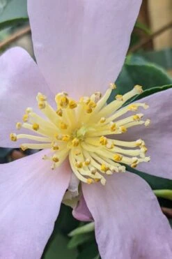 Maiden's Blush Camellia - 3 Gallon -Garden Plant Shop camellia sasanqua maiden blush 4