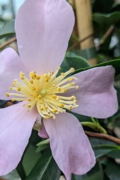 Maiden's Blush Camellia - 3 Gallon -Garden Plant Shop camellia sasanqua maiden blush 5