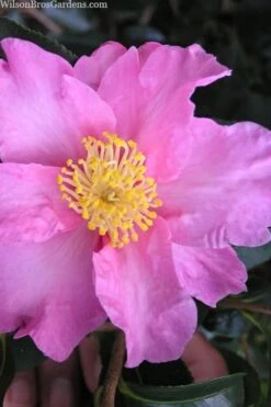 Marti Camellia - 3 Gallon Pot