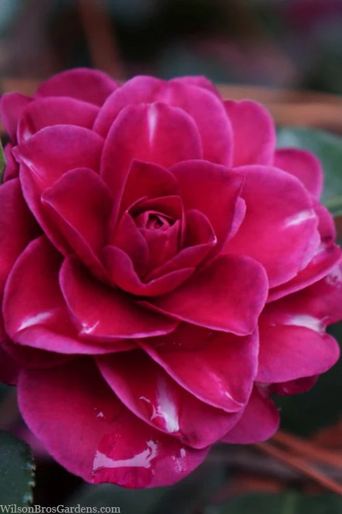 Purple Haze Camellia - 1 Gallon Pot -Garden Plant Shop camellia sasanqua purple haze 1 2