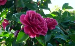 Purple Haze Camellia- 2 Gallon Pot -Garden Plant Shop camellia sasanqua purple haze 2