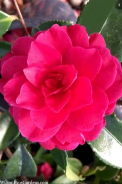Purple Haze Camellia - 1 Gallon Pot -Garden Plant Shop camellia sasanqua purple haze 4 2