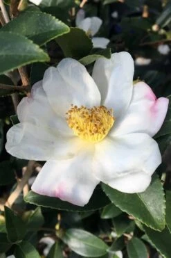 Survivor Cold Hardy White Camellia - 3 Gallon Pot -Garden Plant Shop camellia sasanqua sweet october 3 2