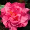 Scentsation Fragrant Camellia Japonica - 1 Gallon Pot