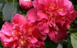 Scentsation Fragrant Camellia Japonica - 1 Gallon Pot -Garden Plant Shop camellia scentsation 3 1