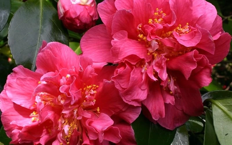 Scentsation Fragrant Camellia Japonica - 3 Gallon Pot 4 Scentsation Fragrant Camellia Japonica - 3 Gallon Pot - Image 4