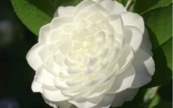 Sea Foam White Camellia Japonica - 1 Gallon Pot -Garden Plant Shop camellia sea foam 3 1