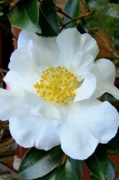 Setsugekka Fragrant Camellia Sasanqua - 1 Gallon Pot 7 Setsugekka Fragrant Camellia Sasanqua - 1 Gallon Pot -Garden Plant Shop camellia setsugekka 3 2