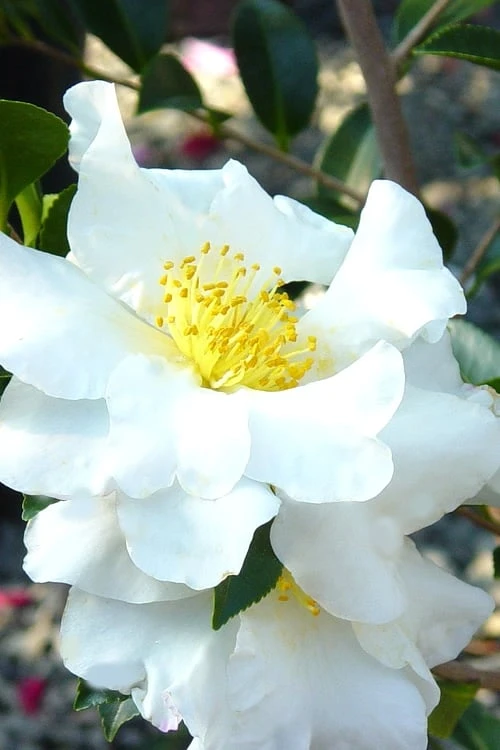 Setsugekka Fragrant Camellia Sasanqua - 3 Gallon Pot 1 Setsugekka Fragrant Camellia Sasanqua - 3 Gallon Pot