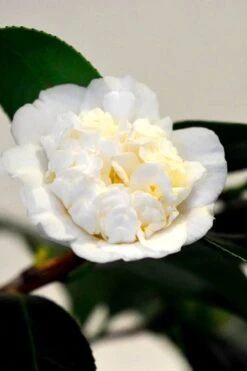 Shiro Karako White Camellia Rusticana - 3 Gallon Pot -Garden Plant Shop camellia shiro karako 1
