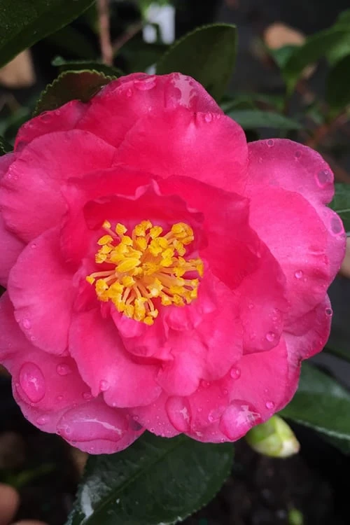 Shishi Gashira Dwarf Camellia Sasanqua - 7 Gallon Pot 1 Shishi Gashira Dwarf Camellia Sasanqua - 7 Gallon Pot